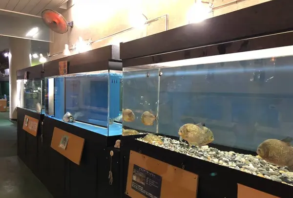 桂浜水族館の写真・動画_image_313732