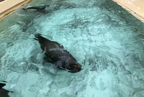桂浜水族館の写真・動画_image_313739