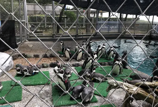 桂浜水族館の写真・動画_image_313746