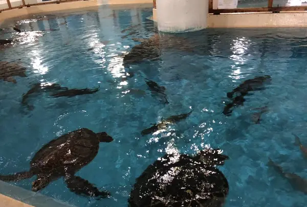 桂浜水族館の写真・動画_image_313749