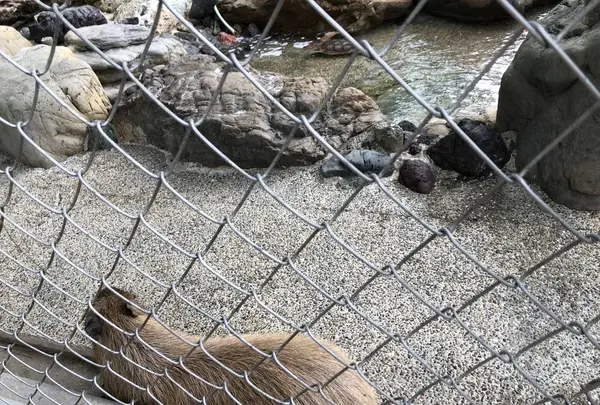 桂浜水族館の写真・動画_image_313750