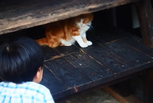 中山道木曽路馬籠宿の写真・動画_image_314287