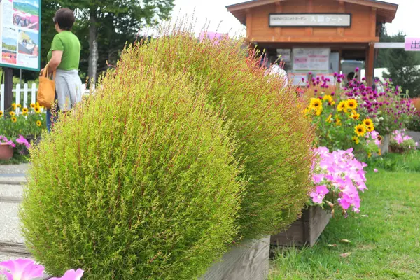 ひるがの高原コキアパークの写真・動画_image_314704