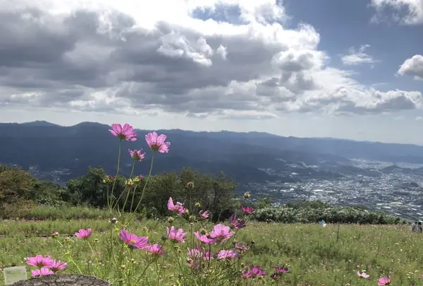 鷲ヶ峰コスモスパークの写真・動画_image_314972