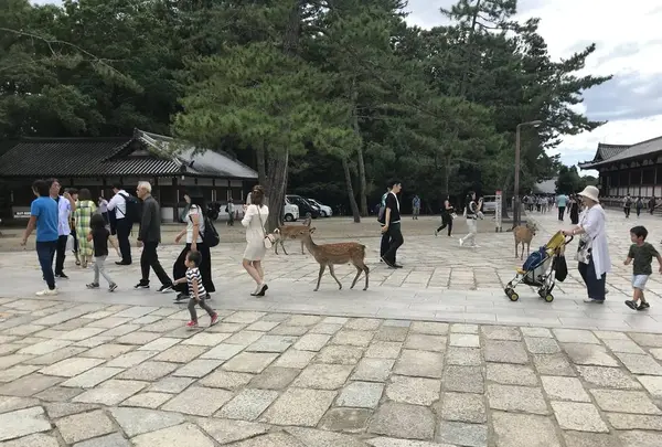奈良駅の写真・動画_image_315837