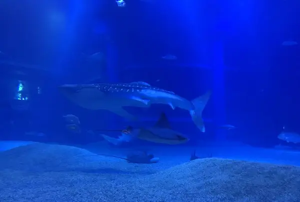 海遊館の写真・動画_image_315841
