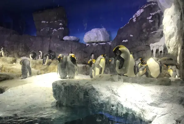 海遊館の写真・動画_image_315842