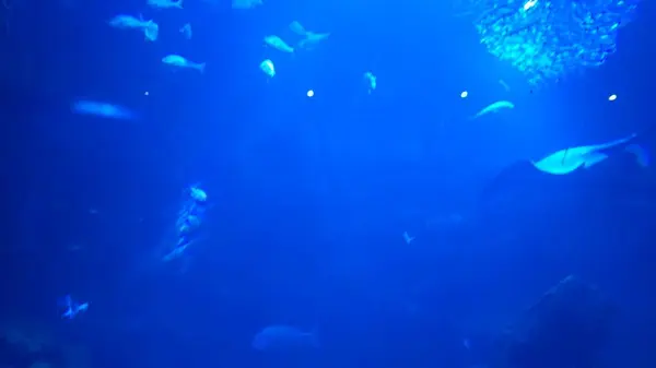 京都水族館の写真・動画_image_315987