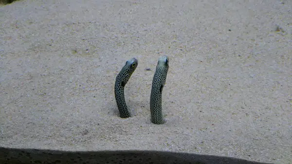 京都水族館の写真・動画_image_315988