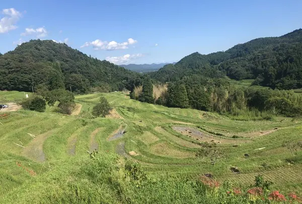 大山千枚田の写真・動画_image_317447