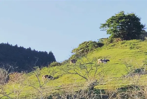 千葉県酪農のさとの写真・動画_image_317472