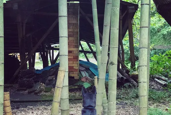 Cafe SASAYAの写真・動画_image_317489