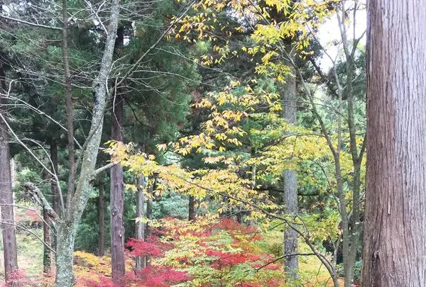 花筐公園の写真・動画_image_319124