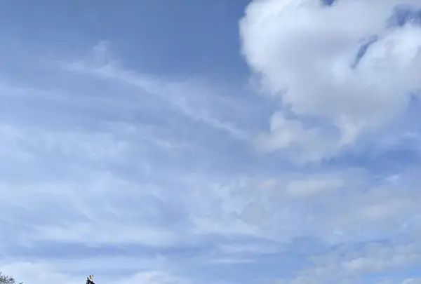 平等院の写真・動画_image_319474