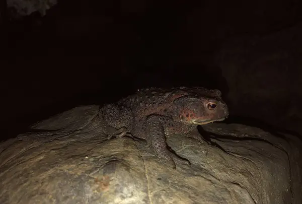 宇津野洞窟の写真・動画_image_319561