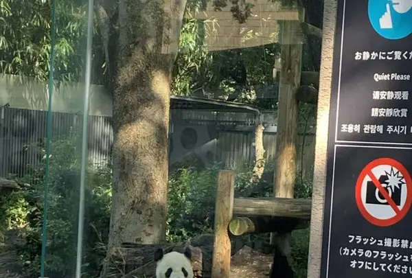 上野動物園の写真・動画_image_319734