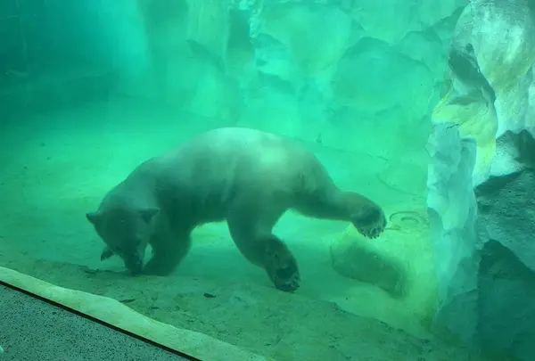 上野動物園の写真・動画_image_319736