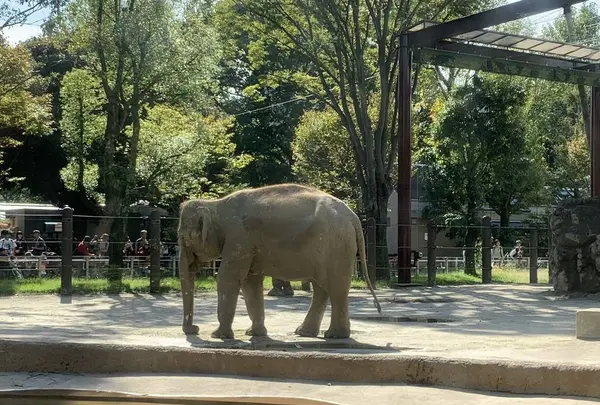 上野動物園の写真・動画_image_319743