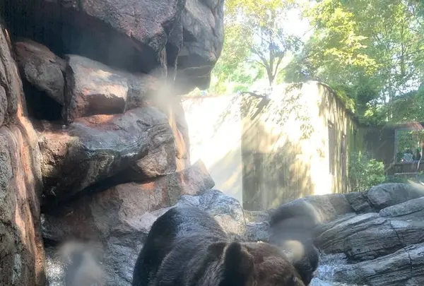 上野動物園の写真・動画_image_319745