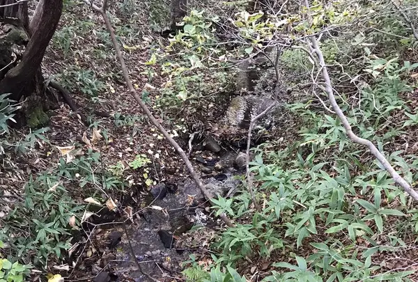 那須平成の森の写真・動画_image_320382