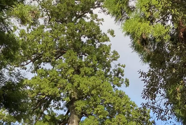 伊勢神宮内宮（皇大神宮）の写真・動画_image_320400