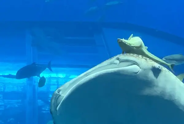沖縄美ら海水族館の写真・動画_image_321045