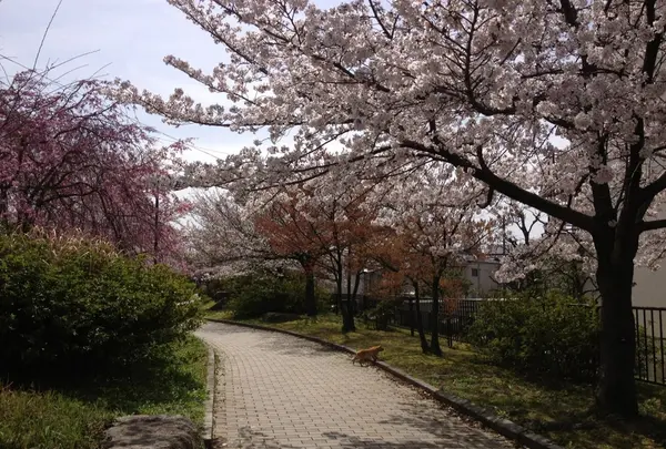 久世ニューリバー公園の写真・動画_image_32107