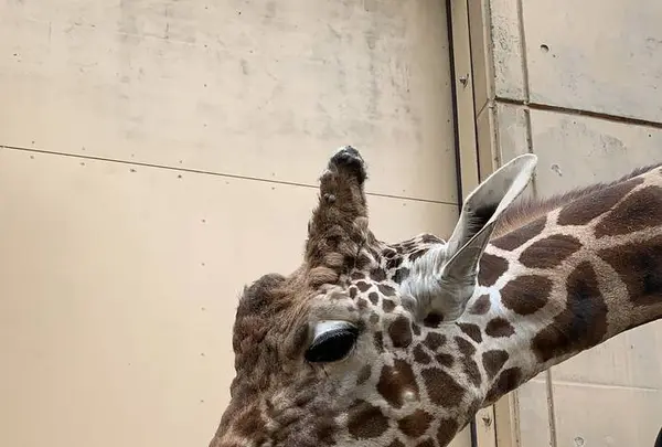 旭川市 旭山動物園の写真・動画_image_321373