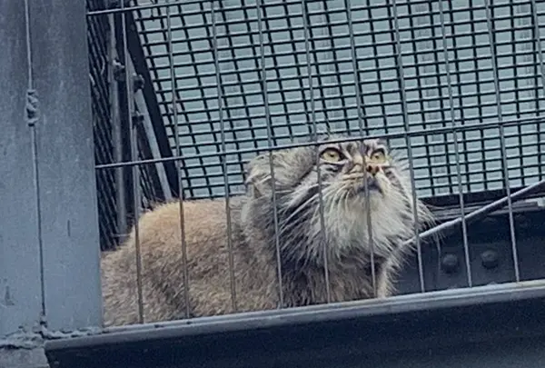 旭川市 旭山動物園の写真・動画_image_321376