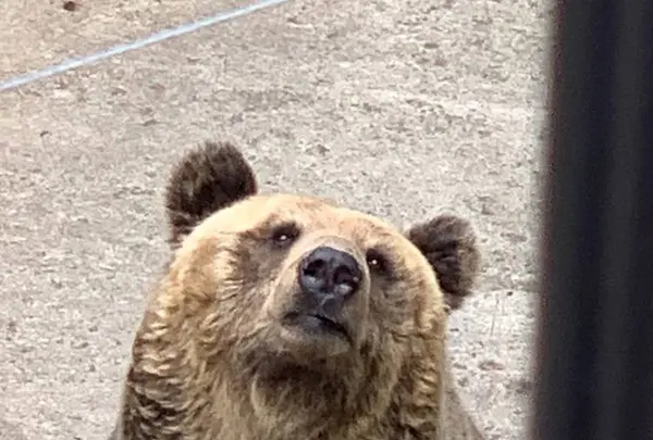 旭川市 旭山動物園の写真・動画_image_321395