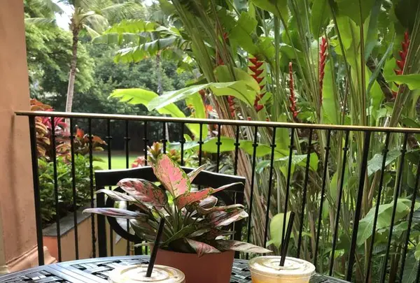 Royal Hawaiian Bakeryの写真・動画_image_321698