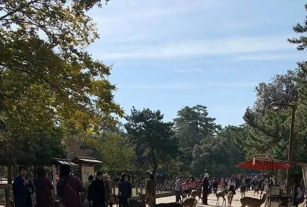 奈良公園の写真・動画_image_321807