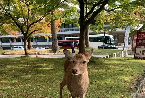 奈良公園の写真・動画_image_321808