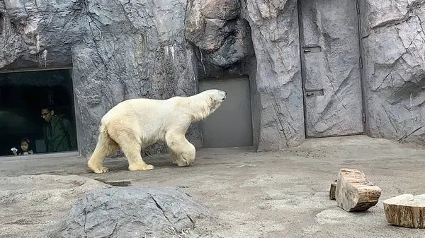 旭川市 旭山動物園の写真・動画_image_322091