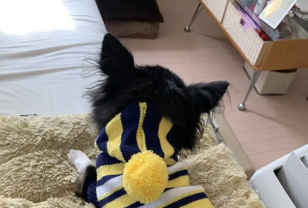 士林夜市（Shilin Night Market）の写真・動画_image_322171