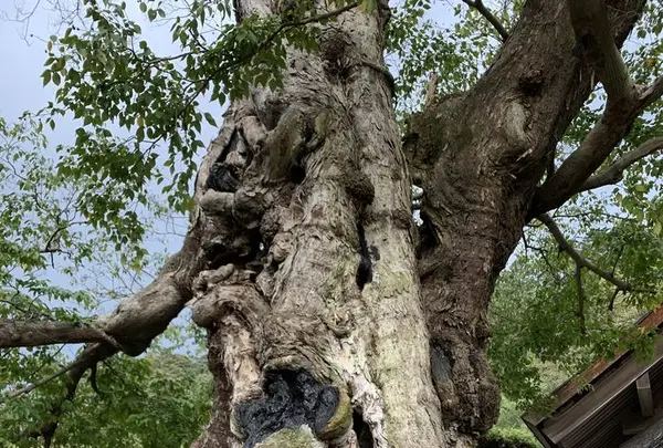 命主社の写真・動画_image_322496