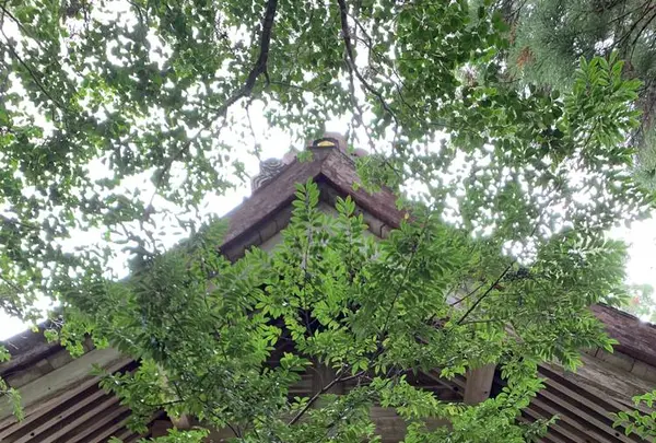須佐神社の写真・動画_image_322514