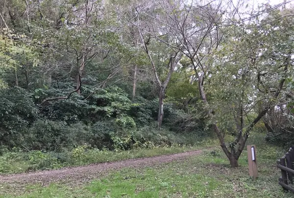 横浜自然観察の森の写真・動画_image_322791