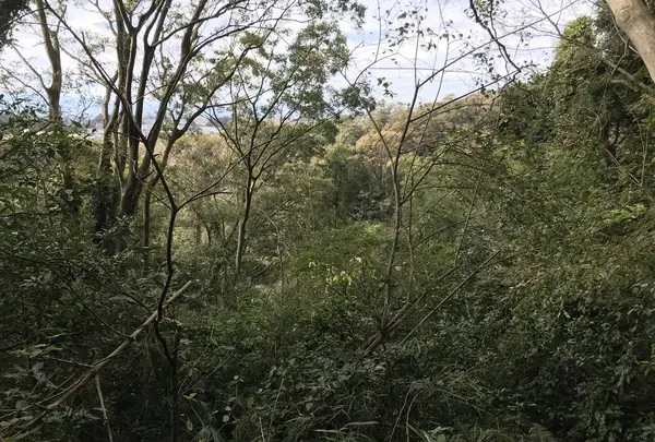横浜自然観察の森の写真・動画_image_322798