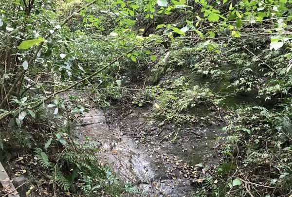 横浜自然観察の森の写真・動画_image_322801