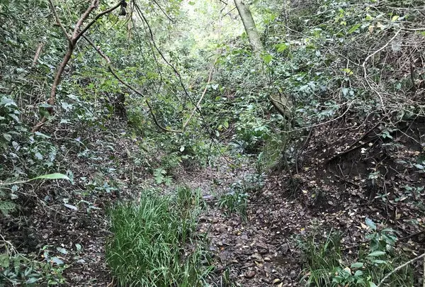 横浜自然観察の森の写真・動画_image_322802