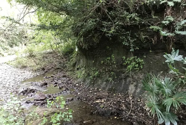 横浜自然観察の森の写真・動画_image_322806