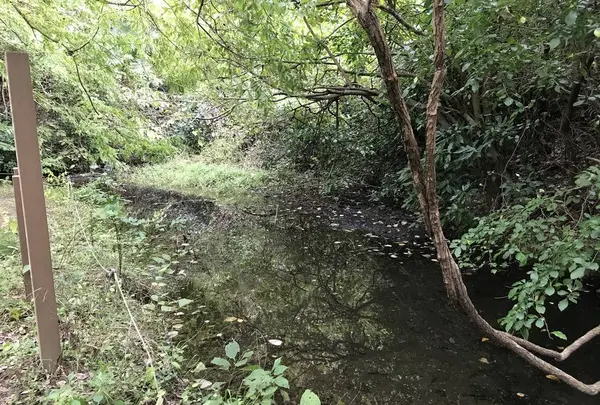 横浜自然観察の森の写真・動画_image_322808