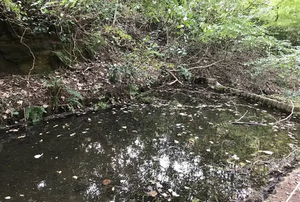 横浜自然観察の森の写真・動画_image_322809