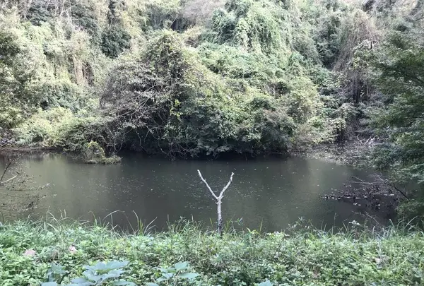 横浜自然観察の森の写真・動画_image_322811