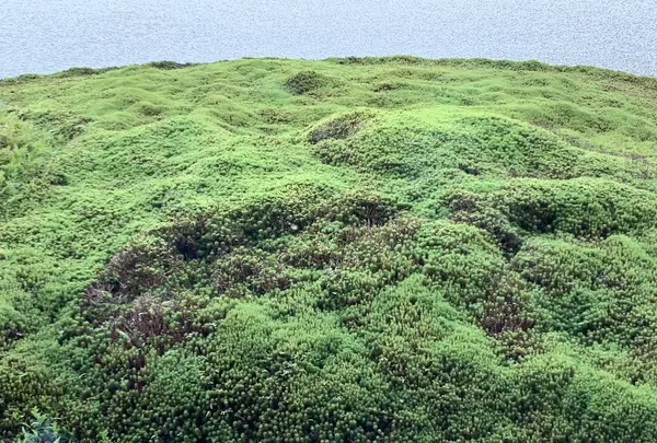 足立美術館の写真・動画_image_323226