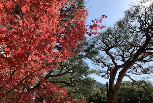 足立美術館の写真・動画_image_323233