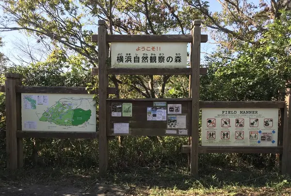 横浜自然観察の森の写真・動画_image_323282