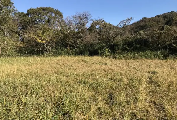 横浜自然観察の森の写真・動画_image_323286
