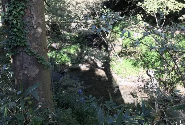 横浜自然観察の森の写真・動画_image_323300